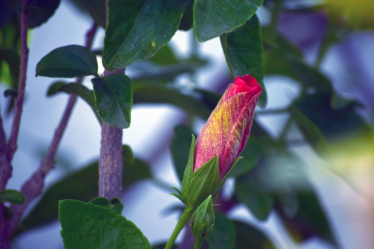 Hibiscus,  Budas,  Raudona,  Lapija,  Gamta,  Be Honoraro Mokesčio, Nemokamos Nuotraukos,  Nemokama Licenzija