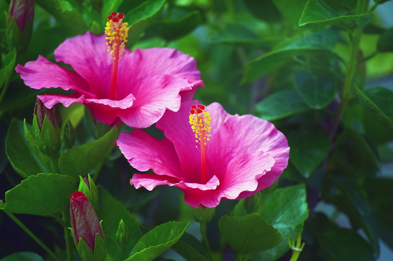 Hibiscus,  Raudona,  Rožinis,  Gėlė,  Žiedlapiai,  Pobūdį,  Lapai, Nemokamos Nuotraukos,  Nemokama Licenzija