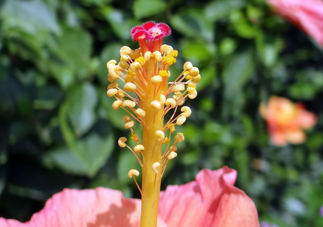 Hibiscus, Persikas, Gėlė, Tvirtas, Stilius, Stigma, Rosa Sinensis, Kinija Pakilo, Flora, Dharwad