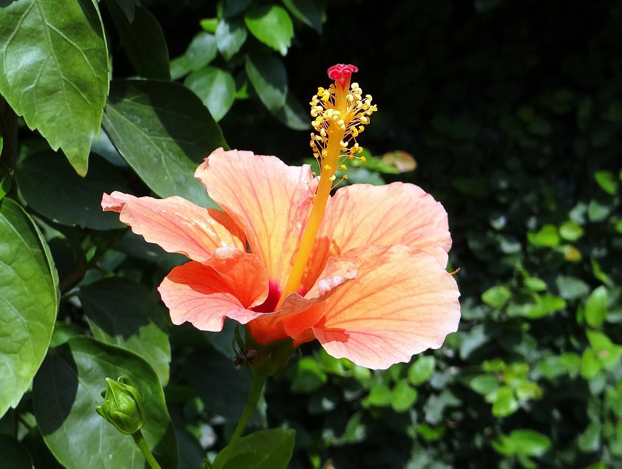 Hibiscus, Persikas, Gėlė, Rosa Sinensis, Kinija Pakilo, Flora, Dharwad, Indija, Nemokamos Nuotraukos,  Nemokama Licenzija