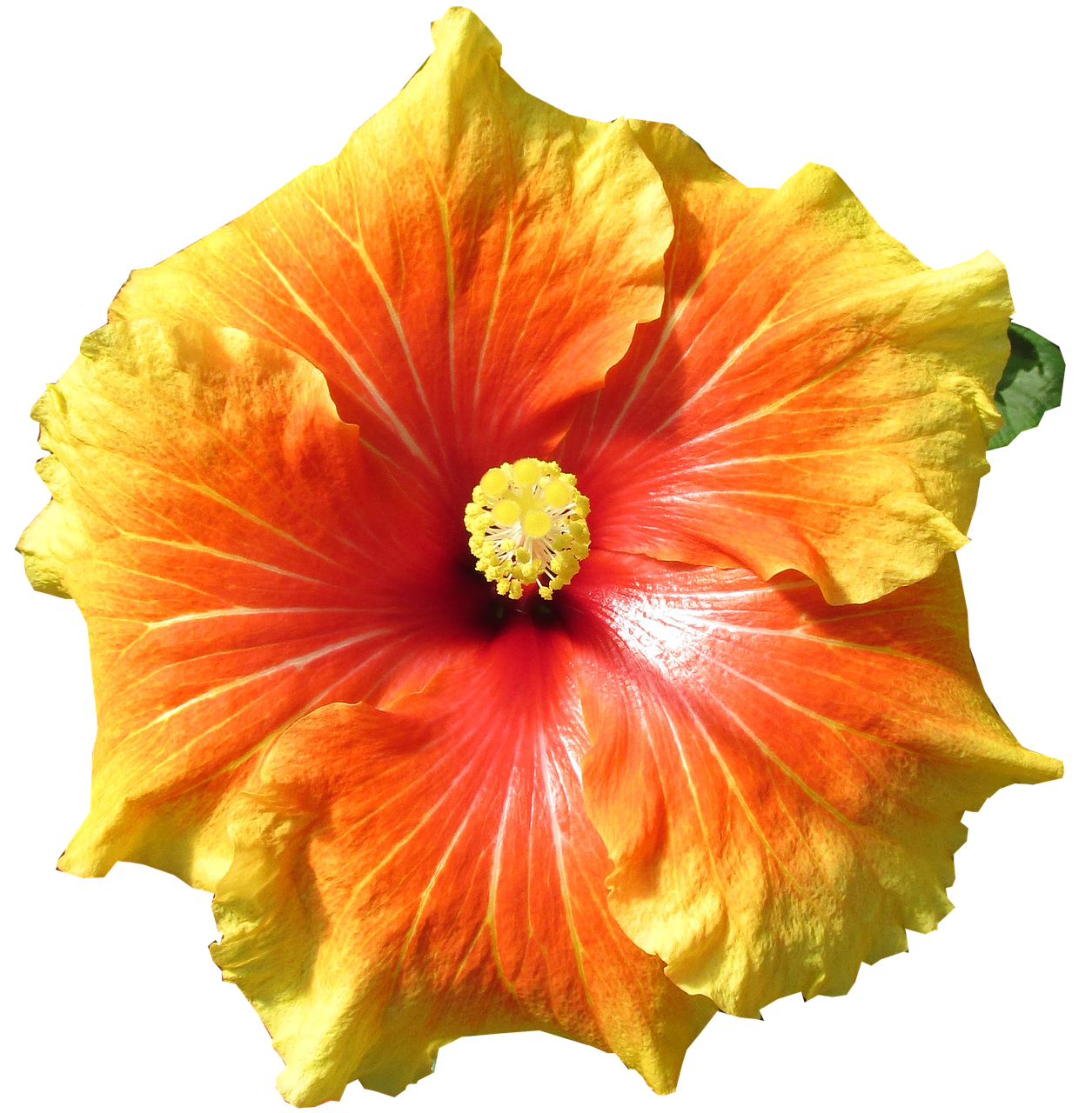 Hibiscus,  Gėlė,  Tropical,  Vasara,  Iškirpti, Nemokamos Nuotraukos,  Nemokama Licenzija