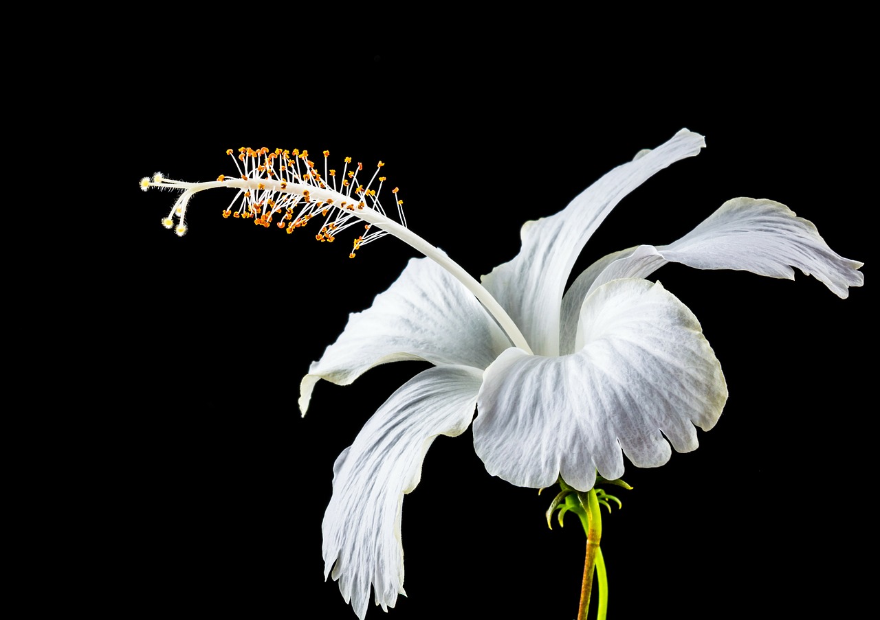 Hibiscus, Žiedas, Žydėti, Gėlė, Balta, Zefyras, Mallow, Malvaceae, Nemokamos Nuotraukos,  Nemokama Licenzija