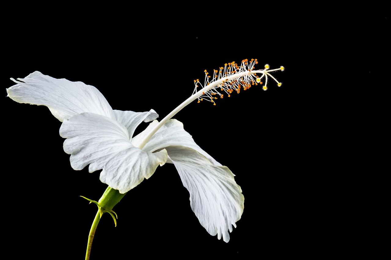 Hibiscus, Žiedas, Žydėti, Gėlė, Balta, Zefyras, Mallow, Malvaceae, Nemokamos Nuotraukos,  Nemokama Licenzija