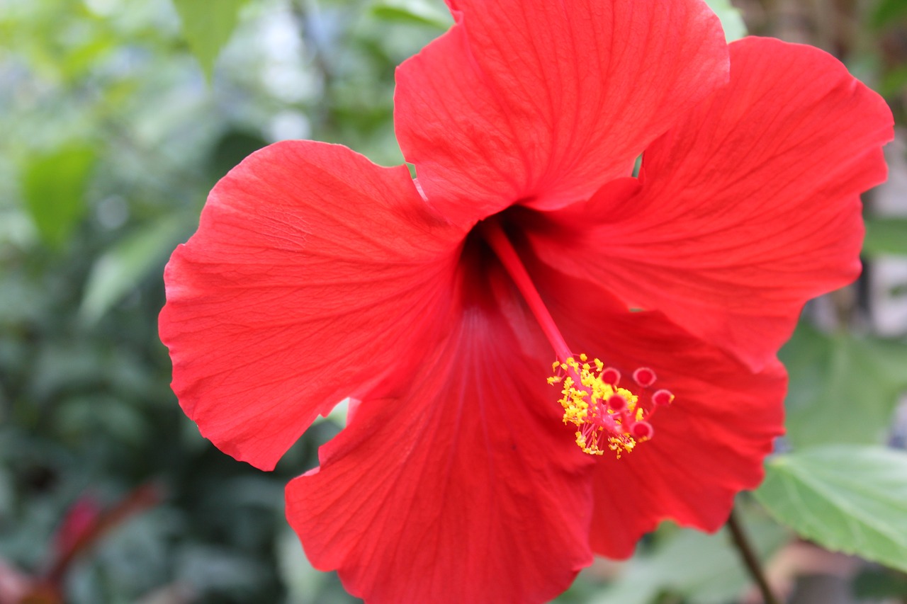 Hibiscus,  Tropical,  Gėlė,  Gėlių,  Havajai,  Sodas,  Egzotiškas,  Aloha,  Vasara,  Augalų