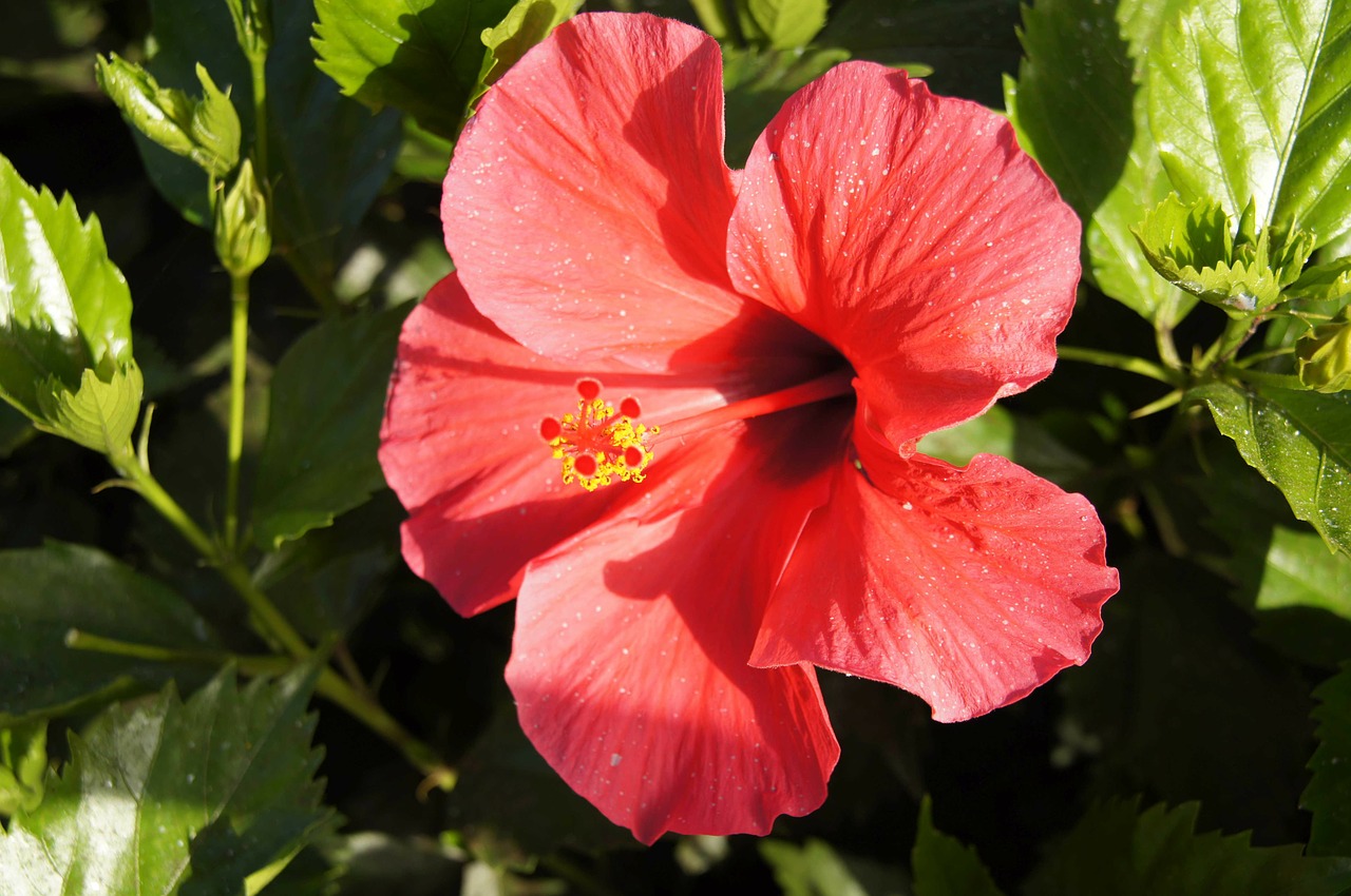 Hibiscus, Hibiscus Syriacus, Rožė, Kinai, Poślubnik, Rosa, Sinensis, Gėlė, Namai, Augalas