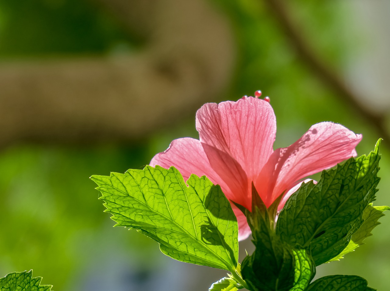 Hibiscus,  Augalų,  Gėlė,  Šviesos,  Žydi,  Gražus,  Honkongas,  Iš Arti,  Pobūdį,  Didelės Raudonos Gėlės