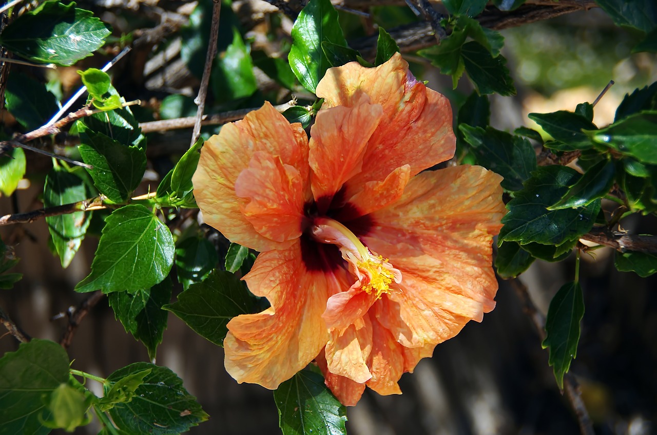 Hibiscus,  Gėlių Dvigubai,  Oranžinė,  Sulamdytas Iki,  Piestelė,  Kuokelių,  Spalva,  Pobūdį,  Romantiškas, Nemokamos Nuotraukos