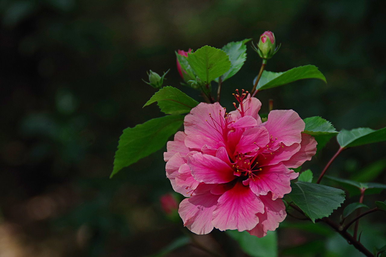 Hibiscus,  Augalų,  Paprastas,  Natiurmortas, Nemokamos Nuotraukos,  Nemokama Licenzija