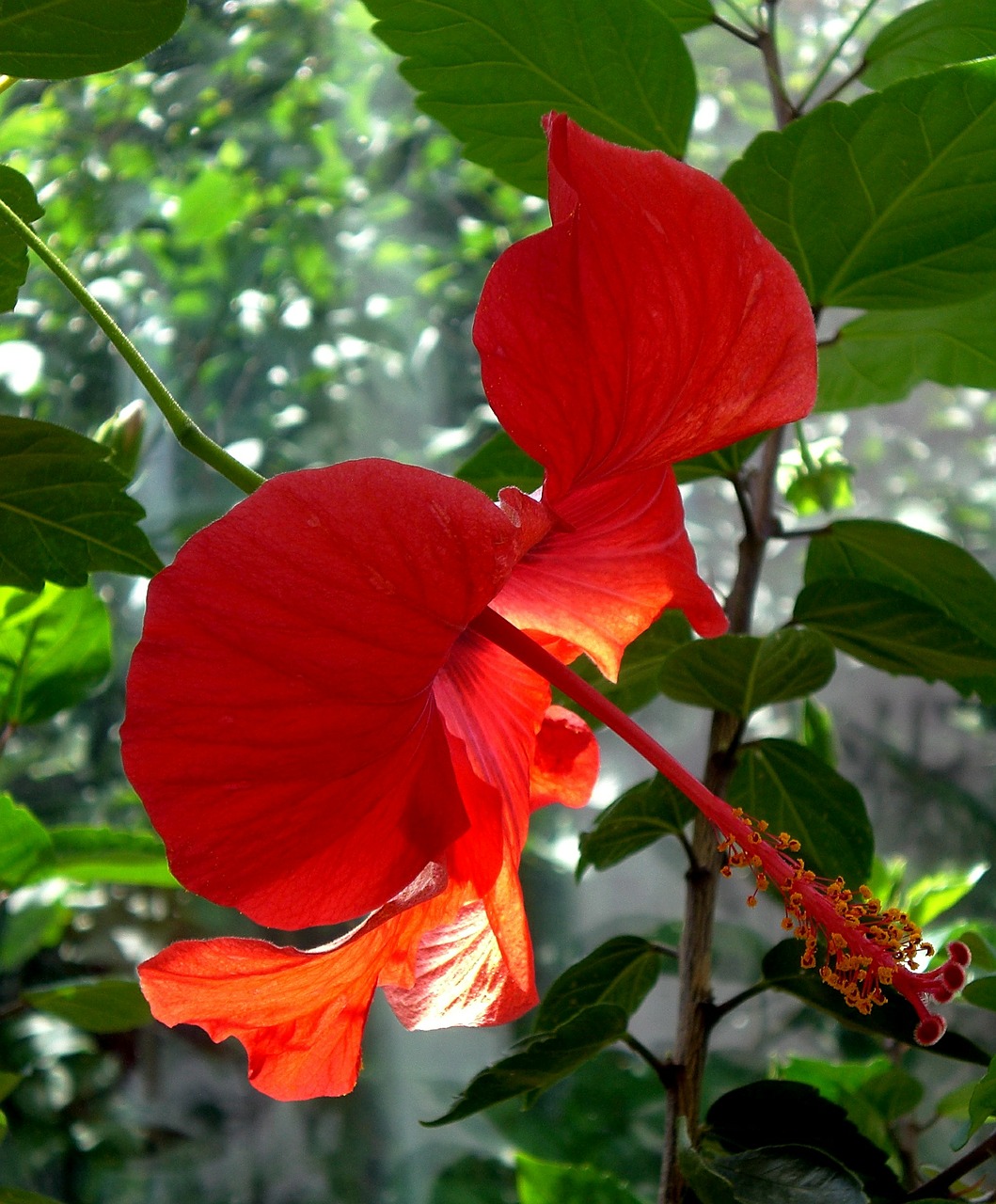 Hibiscus, Mallow, Zefyras, Gėlė, Žiedas, Žydėti, Nemokamos Nuotraukos,  Nemokama Licenzija