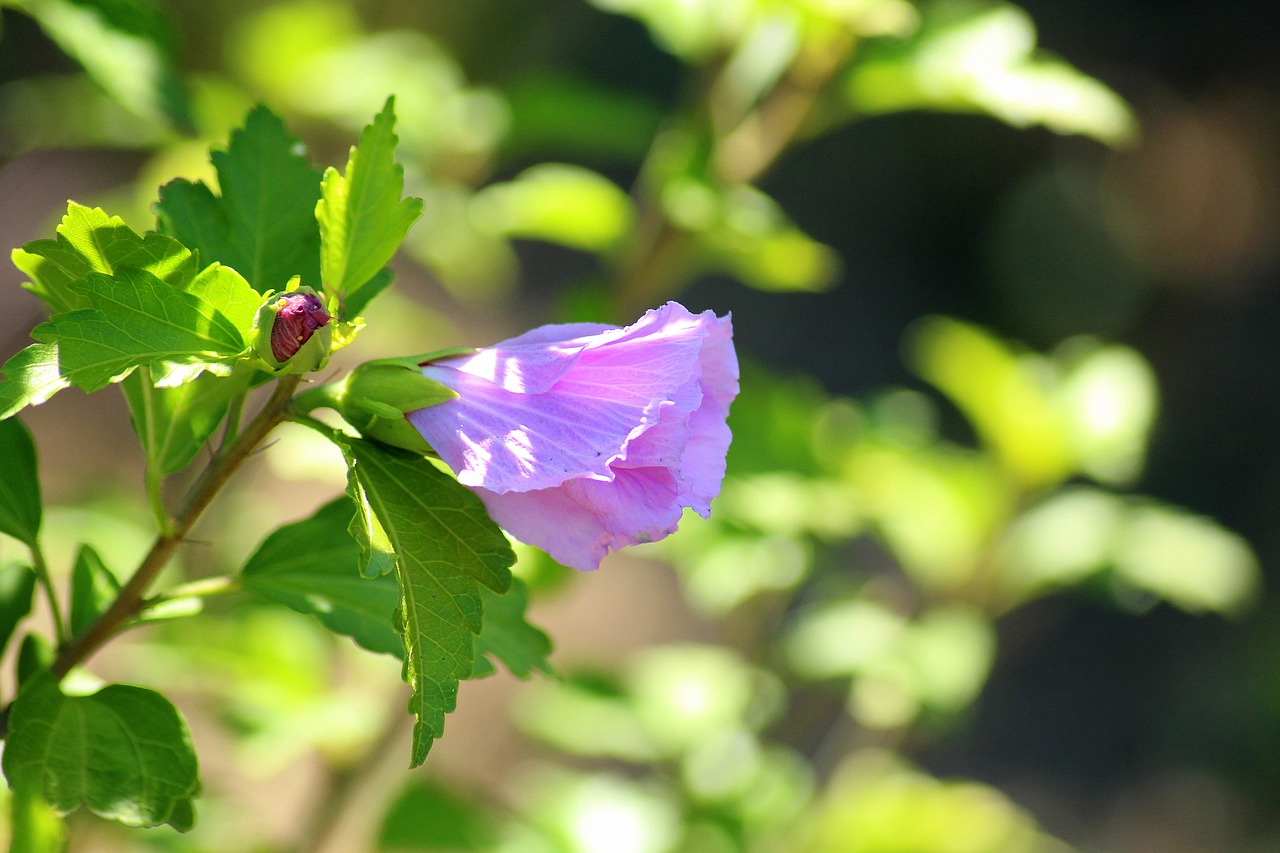 Hibiscus,  Gėlė,  Violetinė,  Žiedlapių,  Rožinis,  Augalai,  Vasara,  Padidinti,  Bud,  Gamta