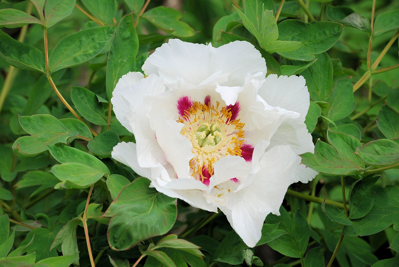 Hibiscus, Gėlė, Balta, Žydėti, Žiedas, Žiedlapiai, Nemokamos Nuotraukos,  Nemokama Licenzija