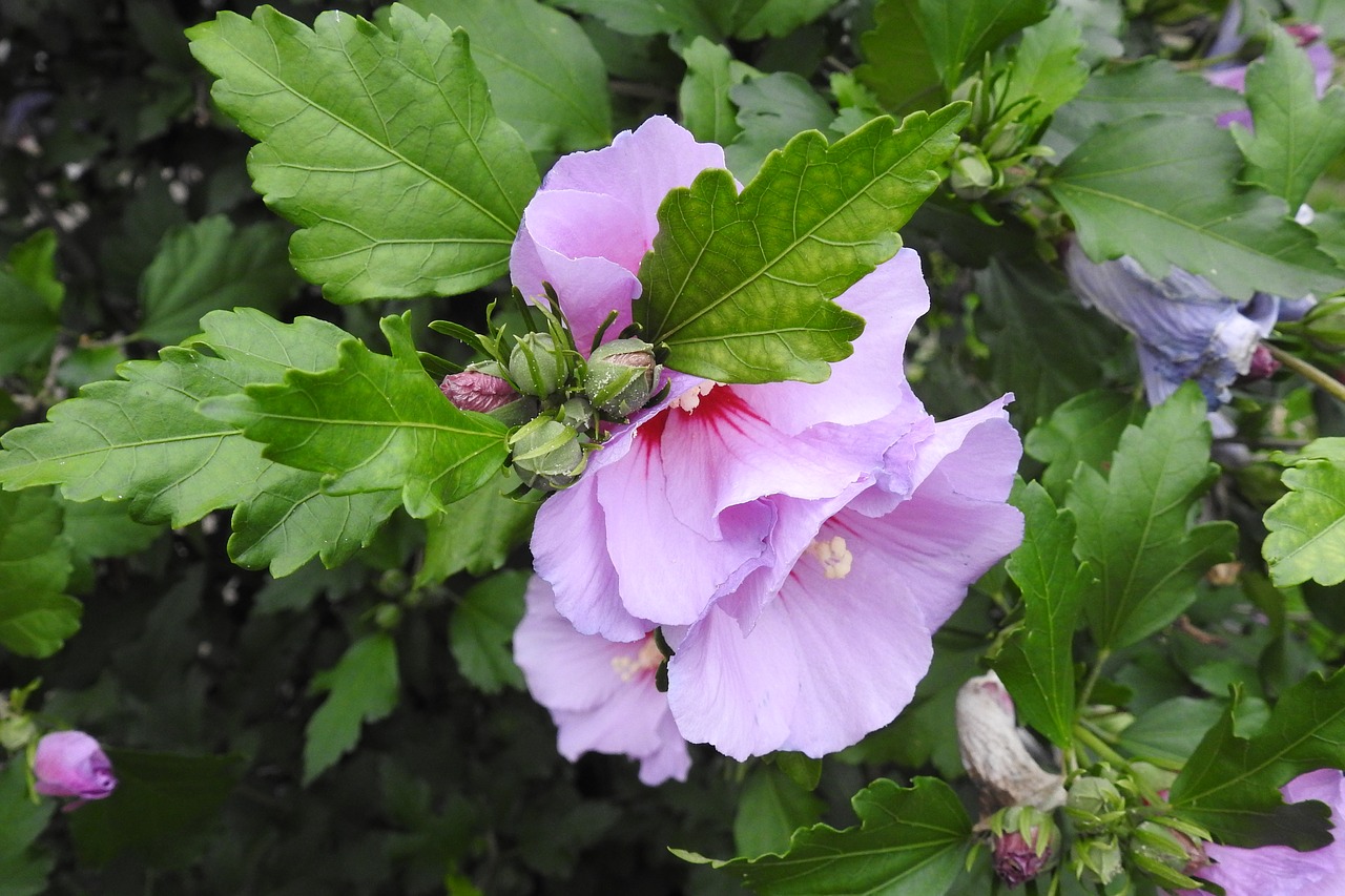 Hibiscus,  Violetinė Gėlė,  Pobūdį,  Vasara,  Sodas,  Krūmas,  Šviežias,  Gražus,  Grožio,  Spalvinga