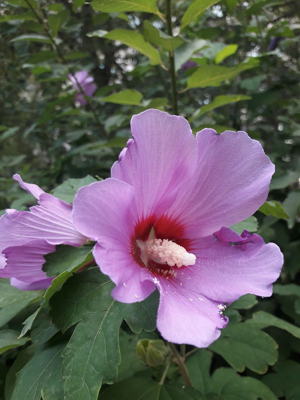 Hibiscus,  Gėlės,  Violetinė, Nemokamos Nuotraukos,  Nemokama Licenzija