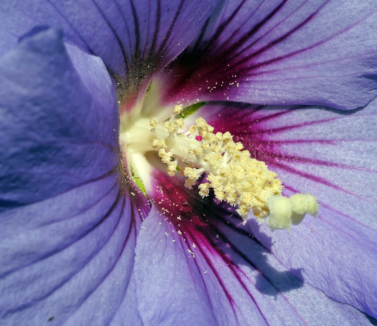 Hibiscus,  Žiedas,  Žydi,  Viduriniosios,  Kuokelių,  Iš Arti,  Dekoratyvinis Augalas,  Vasara,  Sodas,  Pobūdį