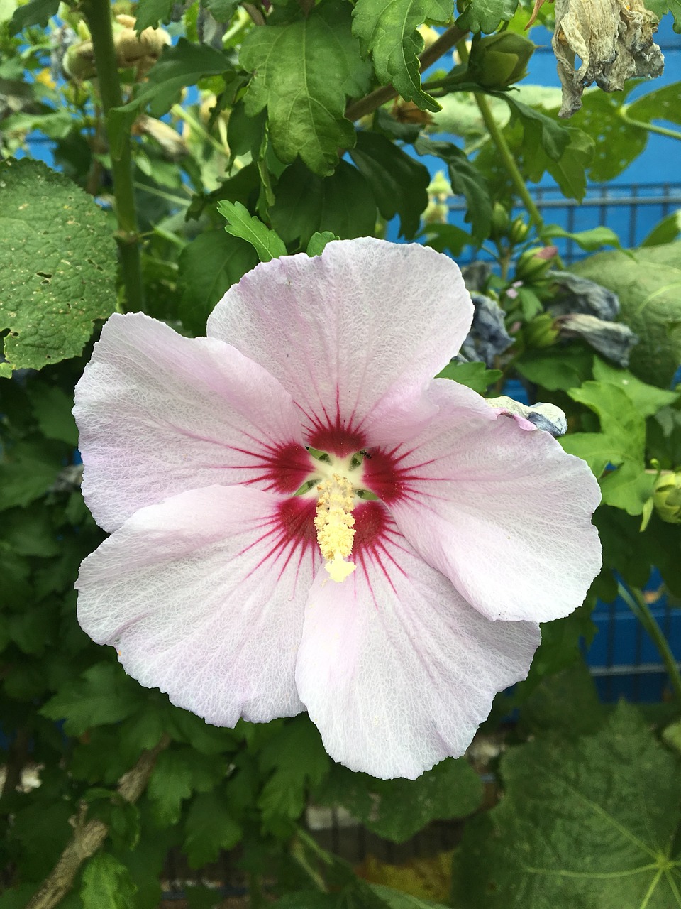 Hibiscus,  Sodas,  Žiedas,  Žydi,  Gėlė,  Žiedas,  Augalų,  Pobūdį,  Lapų,  Gėlės