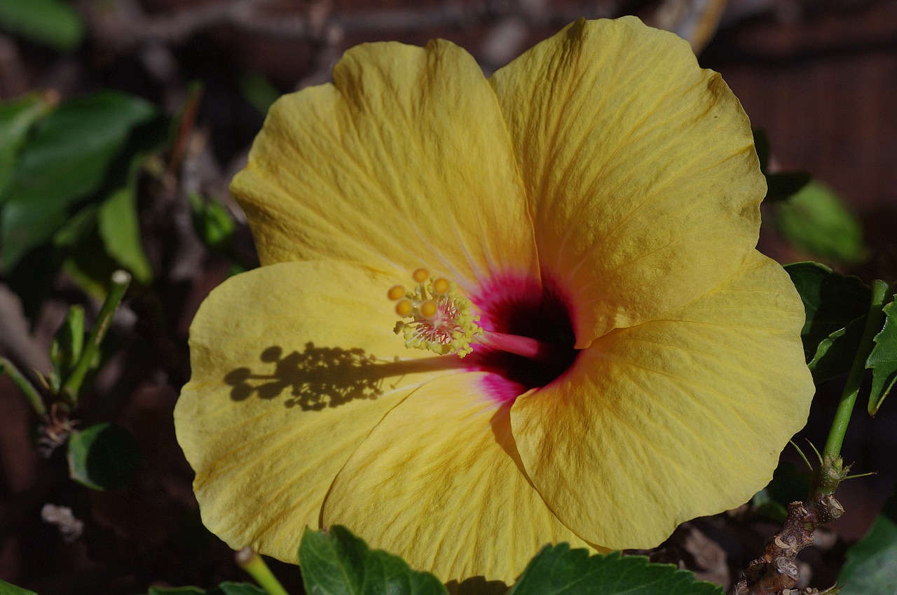 Hibiscus, Žiedas, Žydėti, Mallow, Malvaceae, Perspektyva, Uždaryti, Makrofotografija, Makro, Pistil