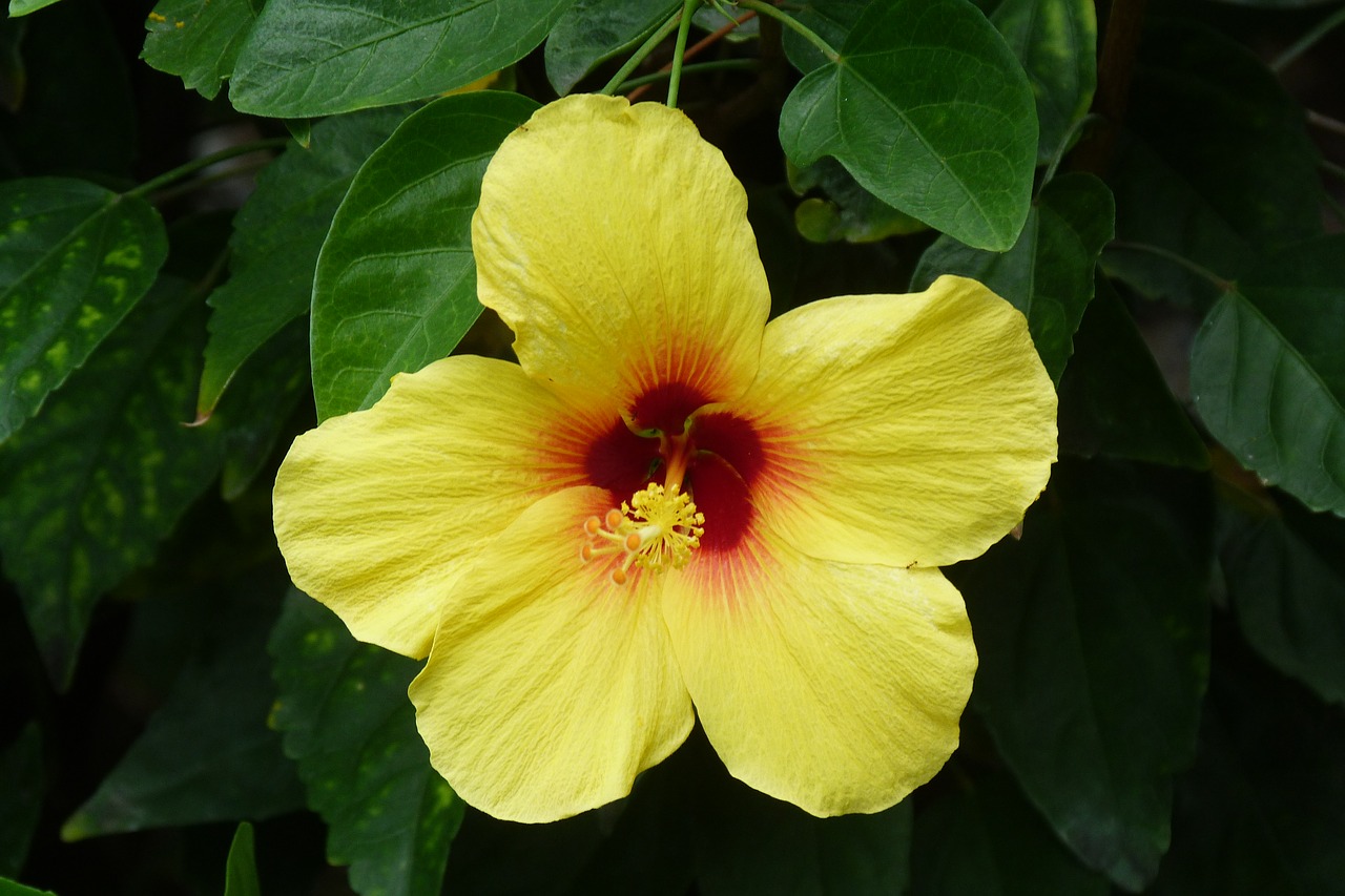 Hibiscus,  Geltona,  Gėlė,  Havajai, Nemokamos Nuotraukos,  Nemokama Licenzija