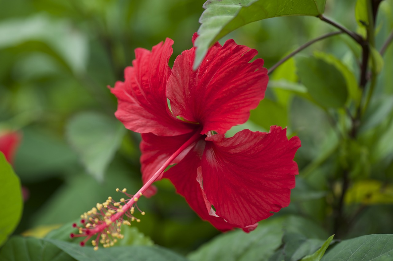 Hibiscus,  Gėlės,  Orchidėjų,  Rožinis,  Floros,  Gamta, Nemokamos Nuotraukos,  Nemokama Licenzija