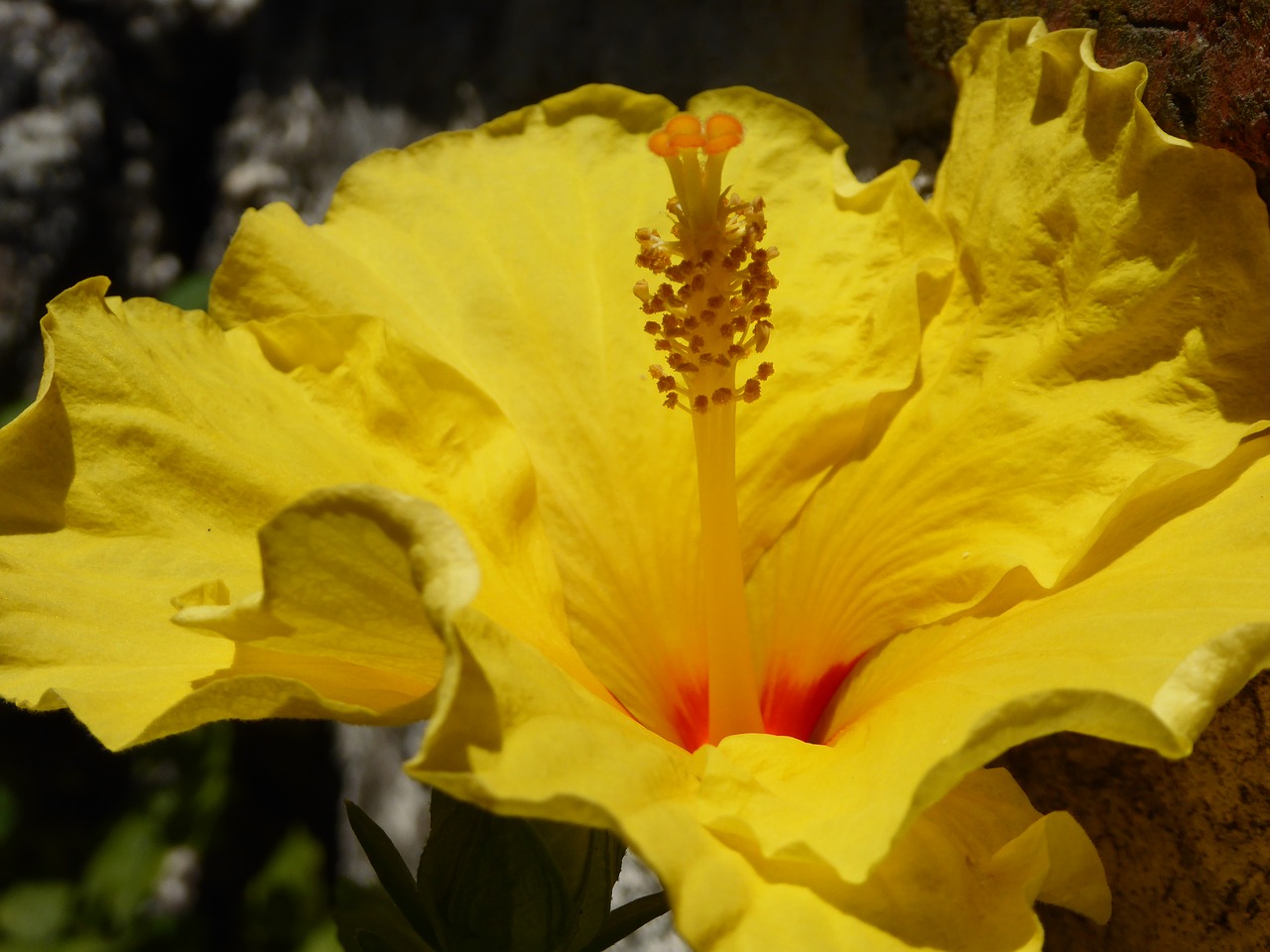 Hibiscus,  Geltona,  Žiedas,  Žydi,  Gėlė,  Vasara,  Augalų,  Iš Arti,  Sicilija, Nemokamos Nuotraukos