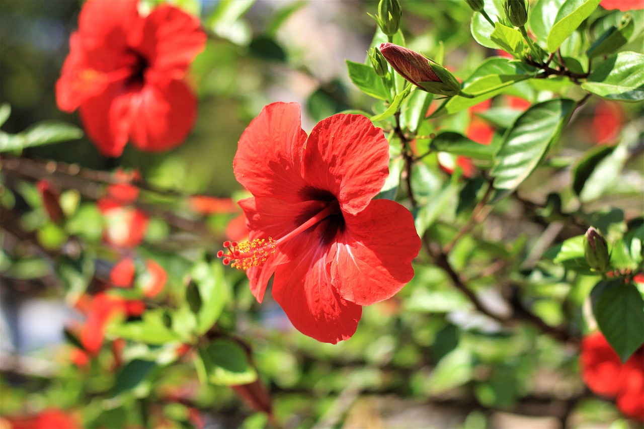 Hibiscus,  Gėlė,  Žiedas,  Žydi,  Tropical,  Raudona,  Vasara,  Pobūdį,  Iš Arti,  Žiedlapiai