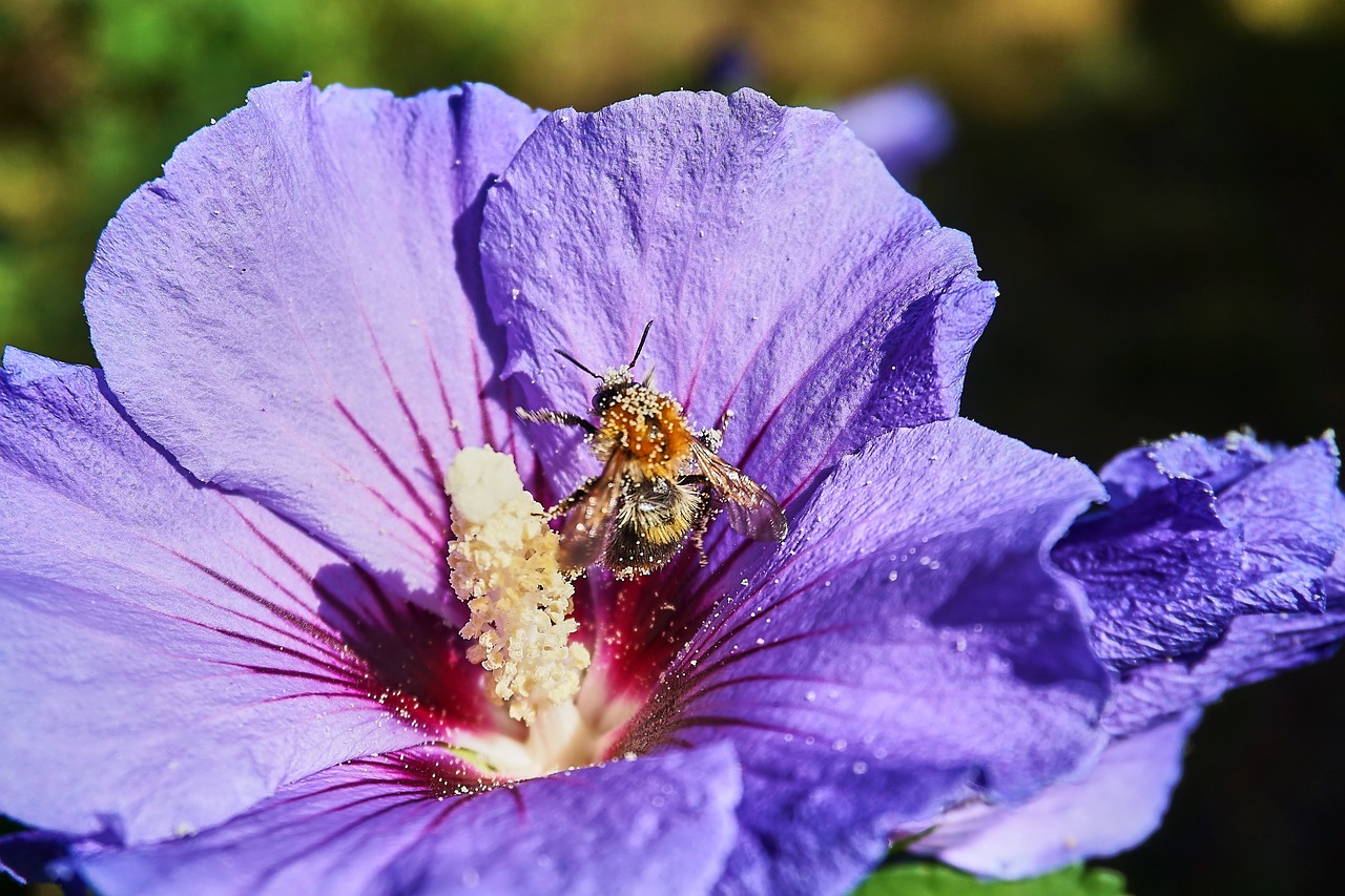 Hibiscus,  Hummel,  Žiedadulkės,  Iš Arti,  Violetinė,  Apdulkinimas,  Geltona,  Gėlė,  Vabzdys,  Žiedas