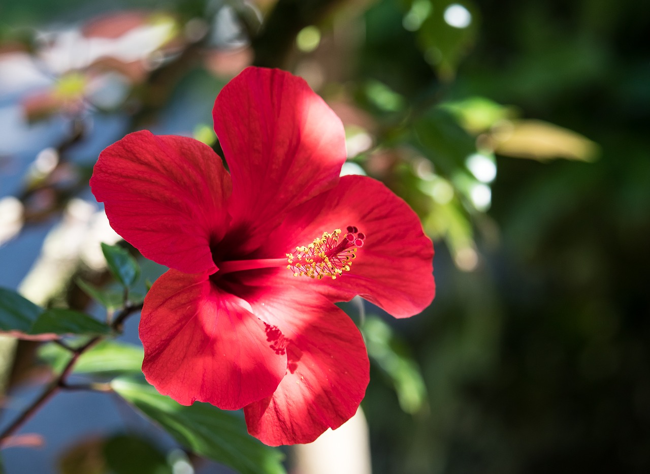 Hibiscus,  Gėlė,  Augalų,  Dekoratyviniai Gėlių,  Dekoratyvinis Augalas,  Sodas,  Vasara,  Raudona,  Floros,  Pobūdį