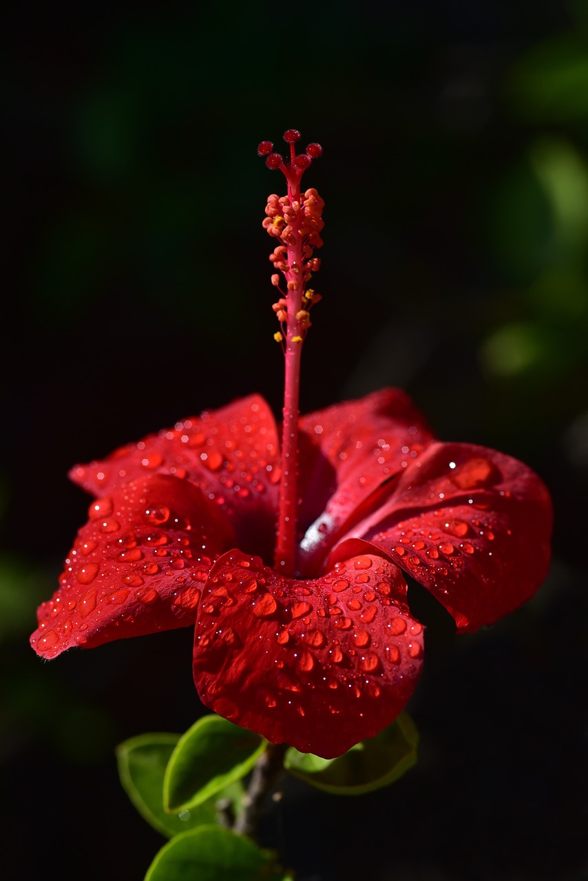 Hibiscus,  Žiedas,  Žydi,  Hibiscus Flower,  Raudona,  Lašelinė,  Viduržemio Jūros,  Pietų Europa,  Tropical,  Piestelė