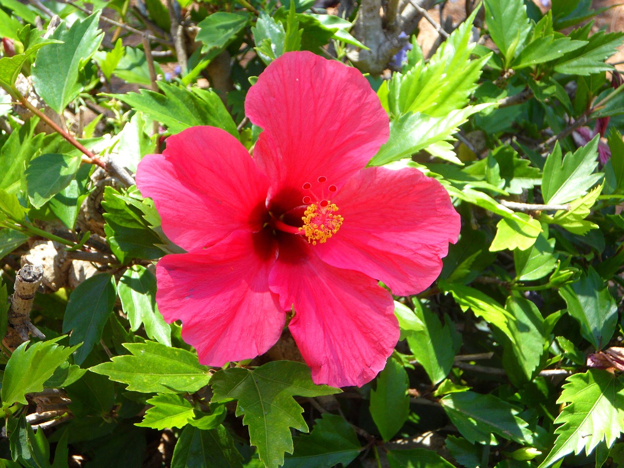 Hibiscus, Gėlė, Žiedas, Žydėti, Mallow, Malvaceae, Rožinis, Egzotiškas, Atogrąžų, Nemokamos Nuotraukos