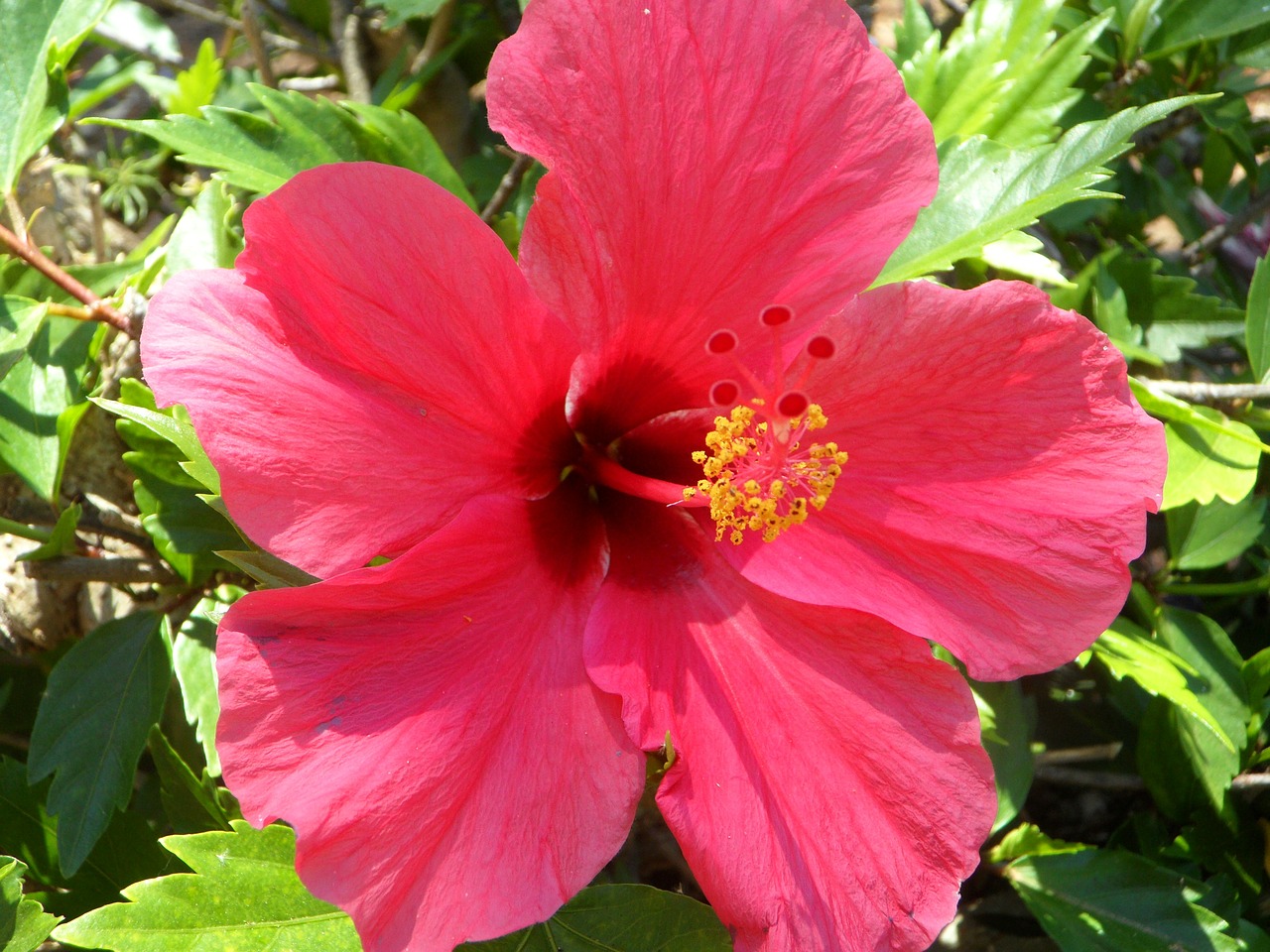 Hibiscus, Uždaryti, Žiedas, Žydėti, Gėlė, Malvaceae, Mallow, Žiedlapiai, Augalas, Dekoratyvinis Augalas