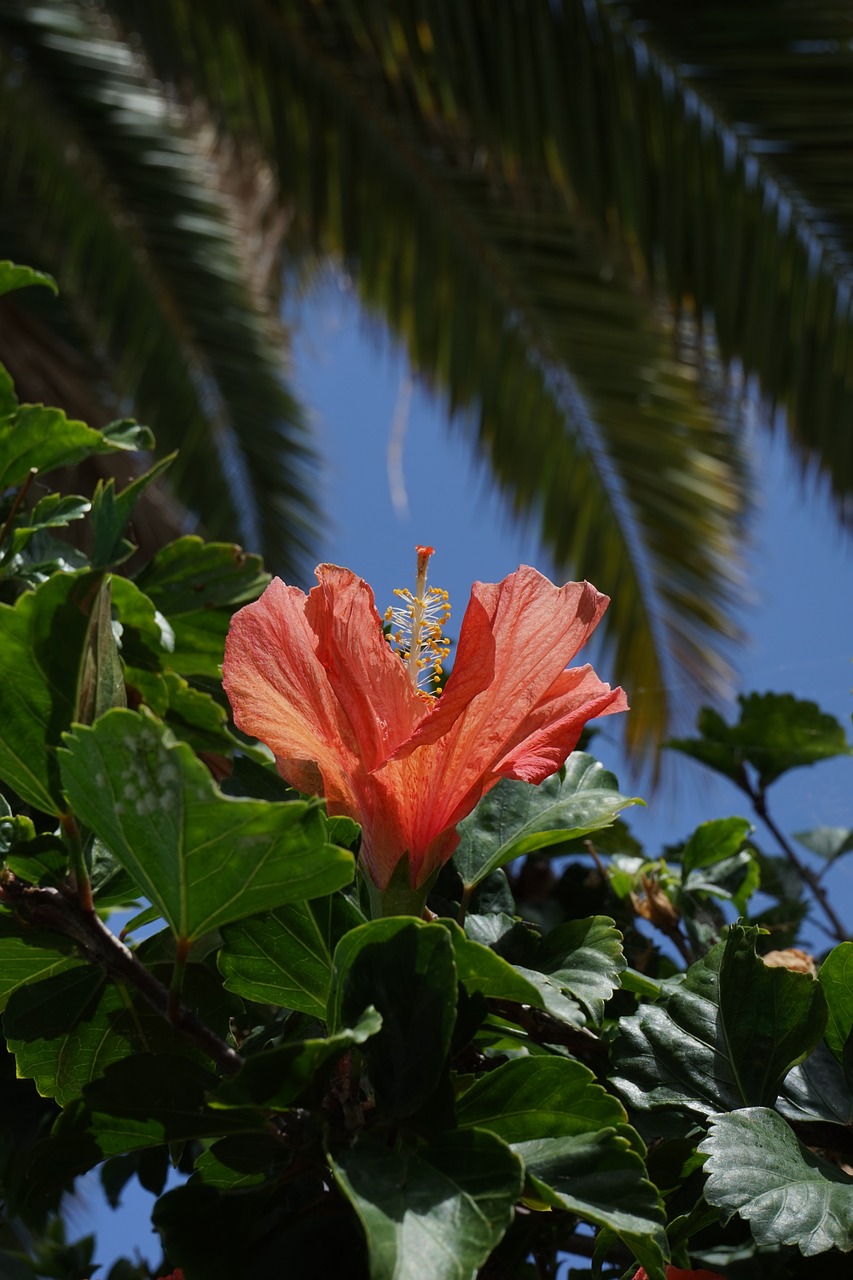 Hibiscus, Gėlė, Žiedas, Žydėti, Mallow, Pistil, Oranžinė, Nemokamos Nuotraukos,  Nemokama Licenzija