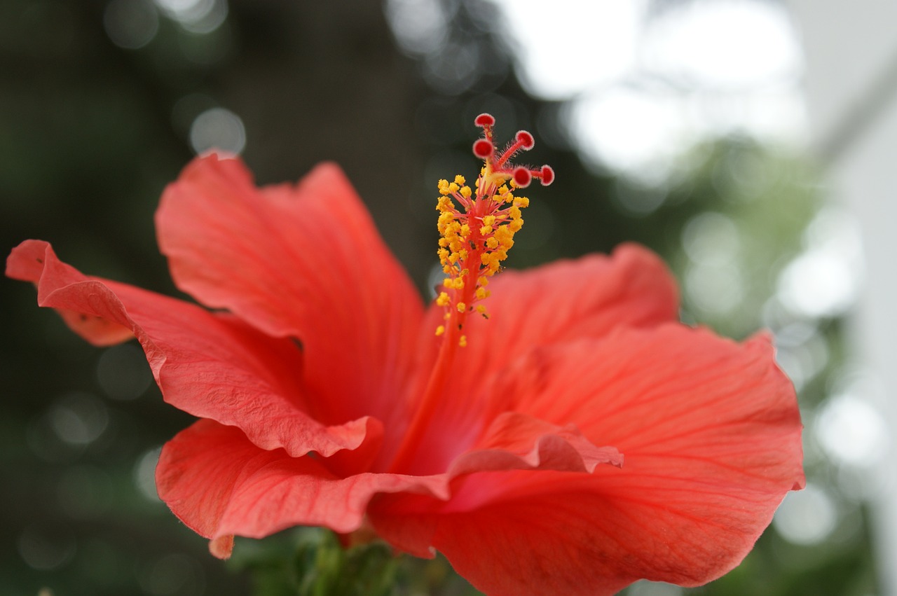 Hibiscus, Gėlė, Koralas, Rožinis, Gėlių, Atogrąžų, Vasara, Augalas, Žiedas, Hawaii