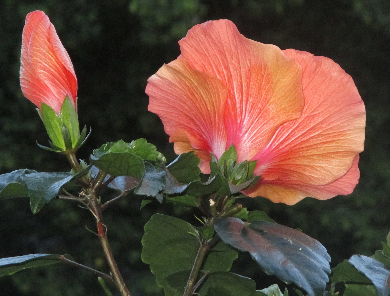 Hibiscus, Žiedas, Žydėti, Mygtukas, Mallow, Lašiša, Gražus, Nemokamos Nuotraukos,  Nemokama Licenzija