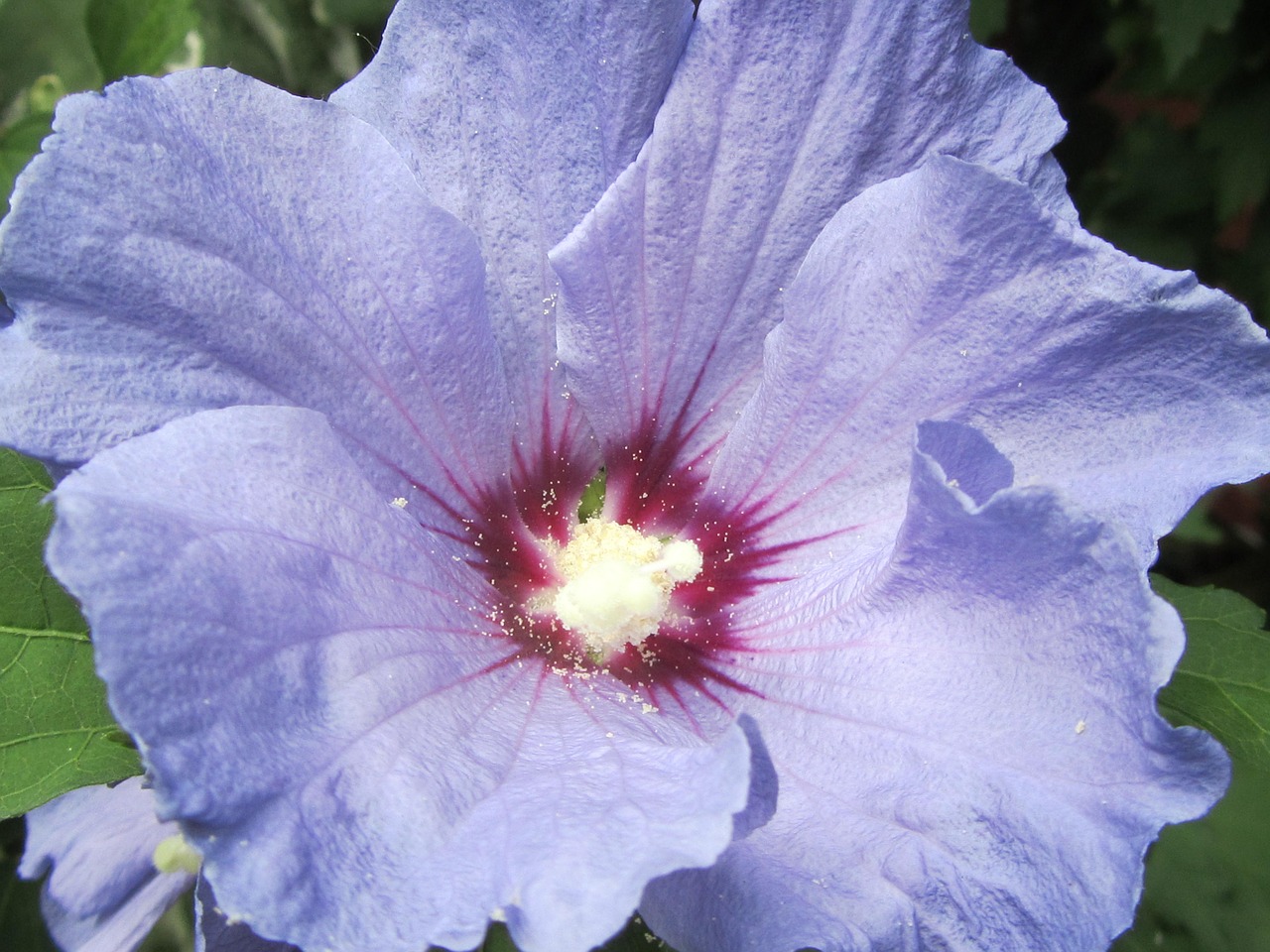 Hibiscus, Violetinė, Gėlė, Žiedlapis, Makro, Gėlių, Žydi, Augalas, Sodas, Nemokamos Nuotraukos