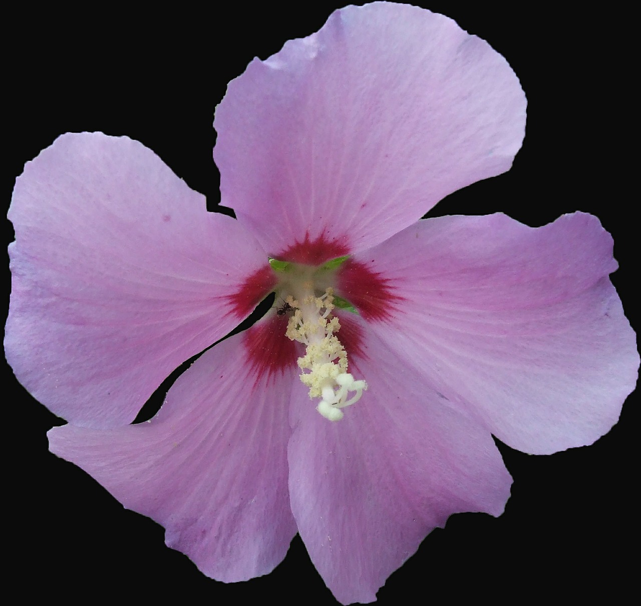 Hibiscus, Sodo Hibiscus, Mallow, Rožinis, Violetinė, Izoliuotas, Nemokamos Nuotraukos,  Nemokama Licenzija