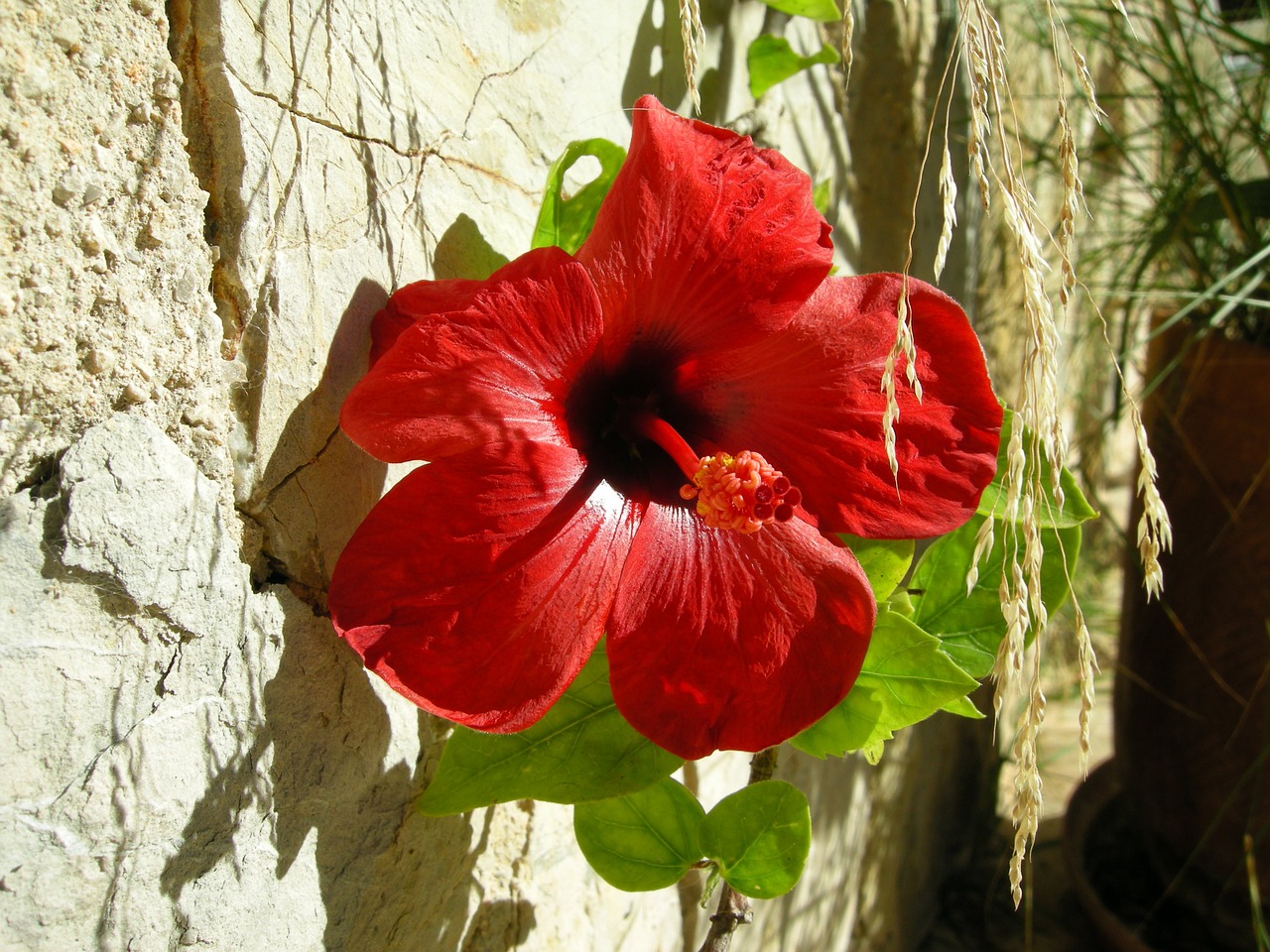 Hibiscus, Žiedas, Žydėti, Gėlė, Raudona, Tuti, Žydėti, Nemokamos Nuotraukos,  Nemokama Licenzija