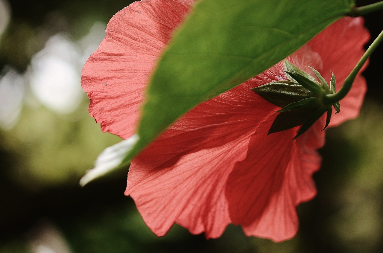 Hibiscus, Augalas, Raudona, Gėlė, Pistil, Gamta, Lapai, Makro, Žalias, Fonas