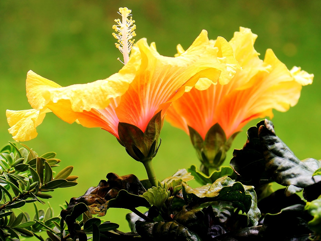 Hibiscus, Mallow, Gėlės, Žiedlapiai, Pistil, Geltona, Raudona, Žalias, Nemokamos Nuotraukos,  Nemokama Licenzija