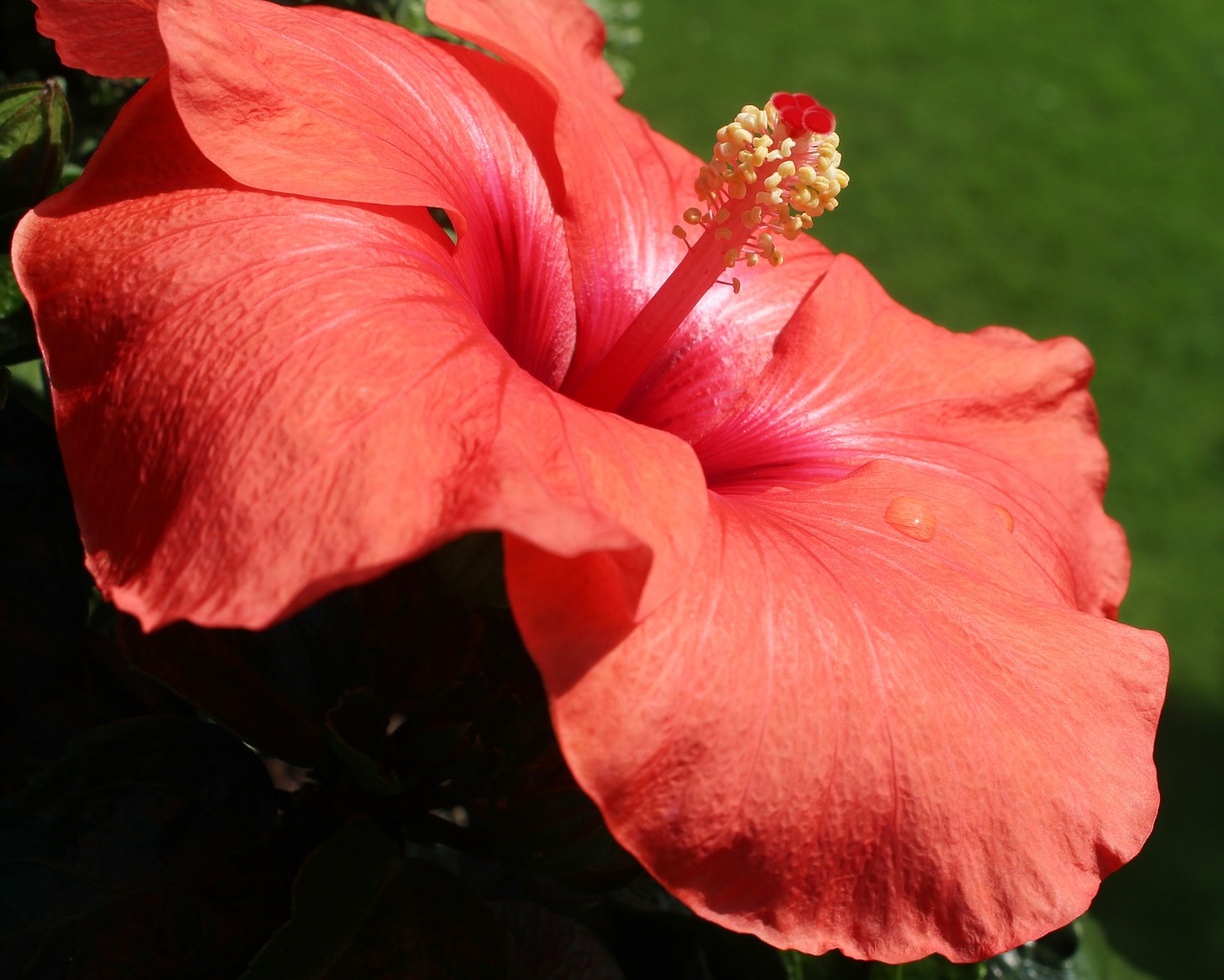 Hibiscus, Mallow, Žiedas, Žydėti, Raudona, Pistil, Blizgesys, Išsamiai, Nemokamos Nuotraukos,  Nemokama Licenzija