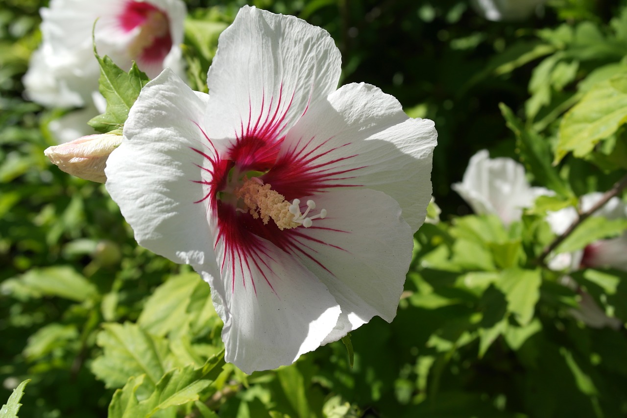 Hibiscus, Gėlė, Gamta, Vasara, Augalas, Žiedas, Žalias, Laukiniai, Nemokamos Nuotraukos,  Nemokama Licenzija