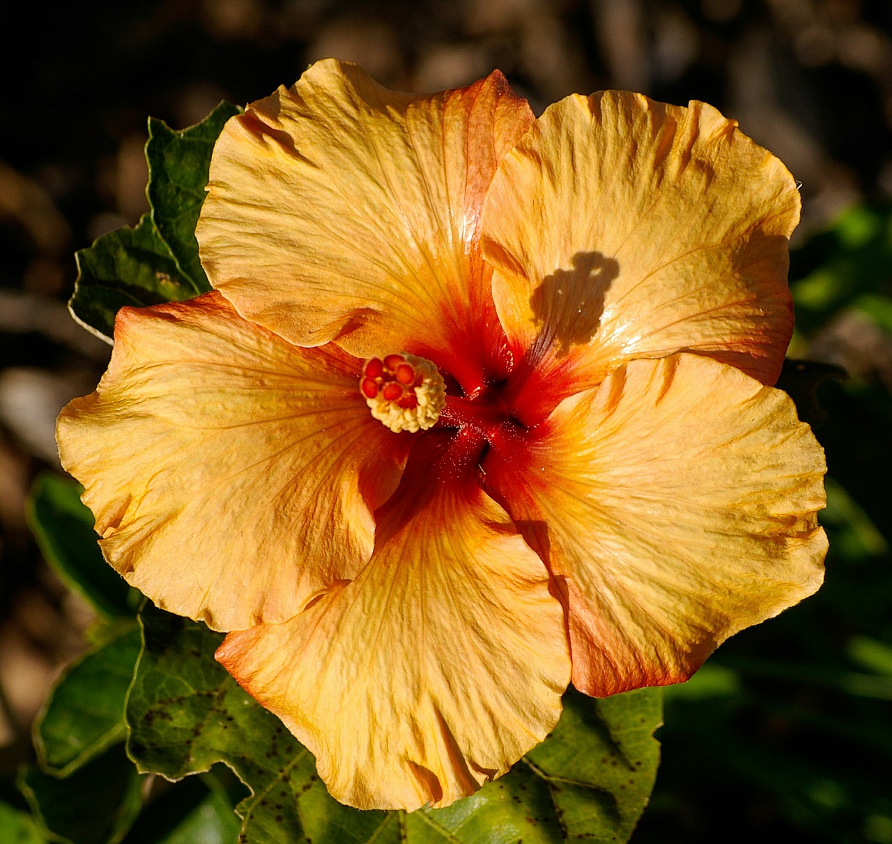 Hibiscus, Gėlė, Oranžinė, Auksas, Žiedas, Žiedlapiai, Nemokamos Nuotraukos,  Nemokama Licenzija