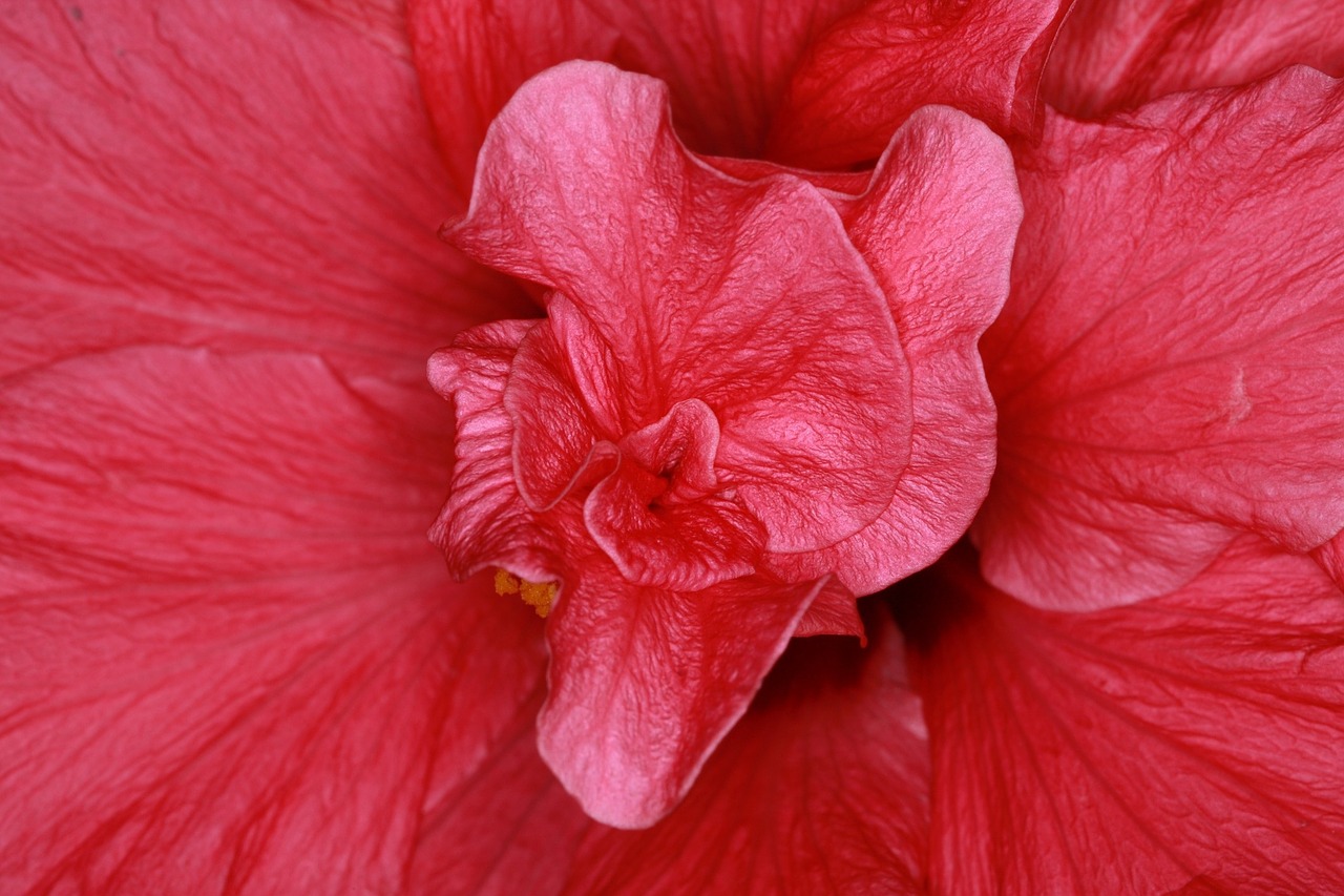 Hibiscus, Zefyras, Mallow, Žiedas, Žydėti, Rožinis, Augalas, Dekoratyvinis Augalas, Tenerifė, Bleiwurzgewaechs