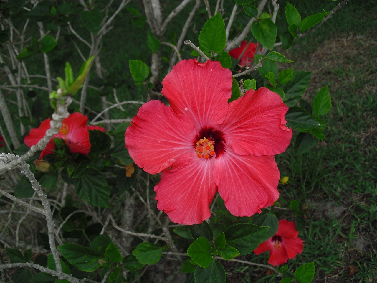 Hibiscus, Raudona, Gėlė, Gamta, Žiedas, Žydėti, Rožė, Laukinė Gėlė, Nemokamos Nuotraukos,  Nemokama Licenzija