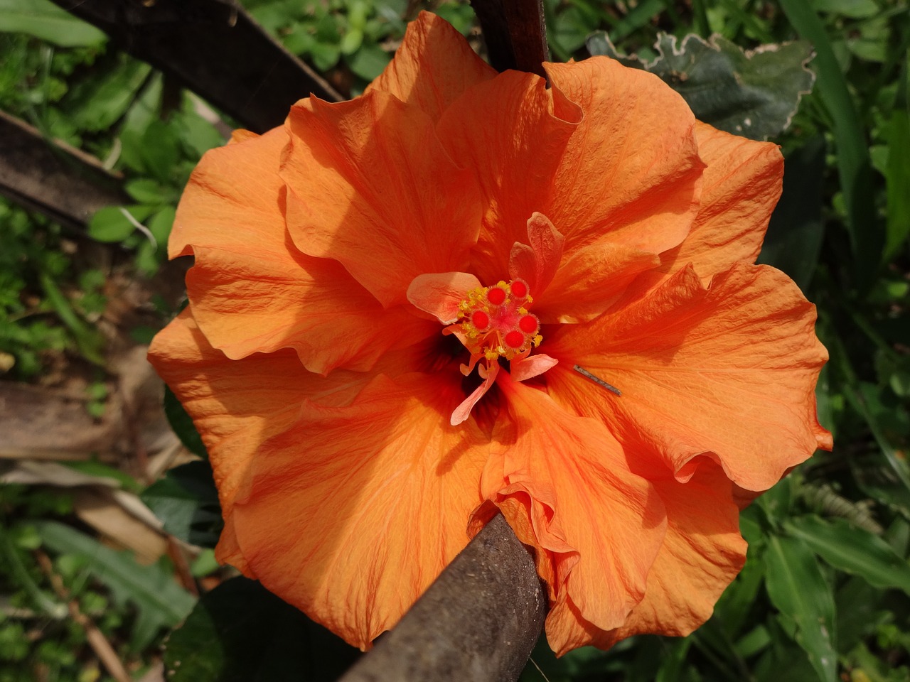 Hibiscus, Oranžinė, Gėlė, Žiedas, Žydėti, Gamta, Augalas, Žydėti, Nemokamos Nuotraukos,  Nemokama Licenzija