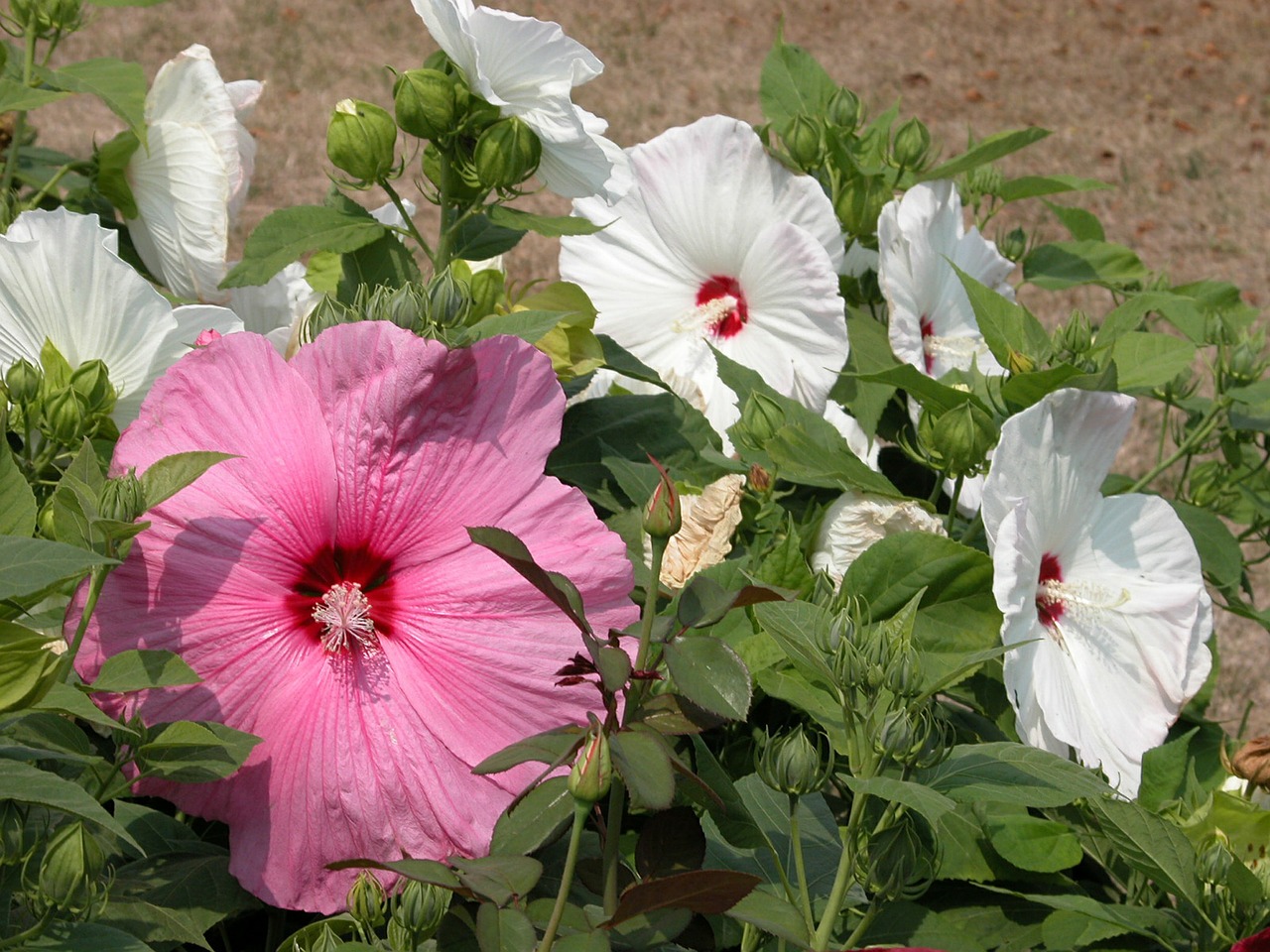 Hibiscus, Gėlės, Rožinis, Balta, Atogrąžų, Augalai, Nemokamos Nuotraukos,  Nemokama Licenzija