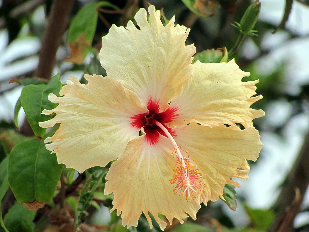 Hibiscus, Gėlė, Geltona, Gėlės, Flora, Laukas, Gamta, Žiedlapiai, Pavasaris, Nemokamos Nuotraukos