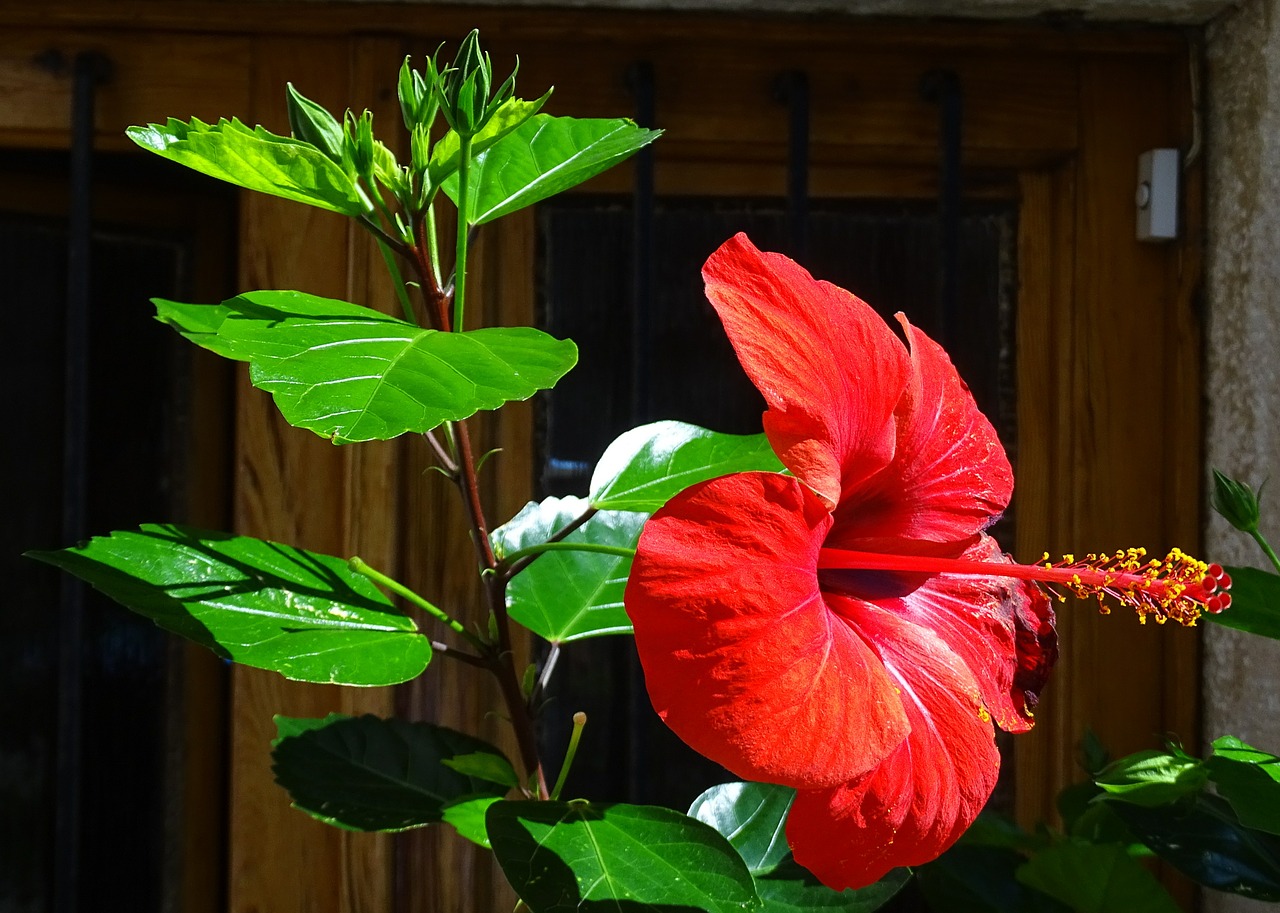 Hibiscus, Gamta, Gėlė, Raudona, Sodas, Flora, Nemokamos Nuotraukos,  Nemokama Licenzija