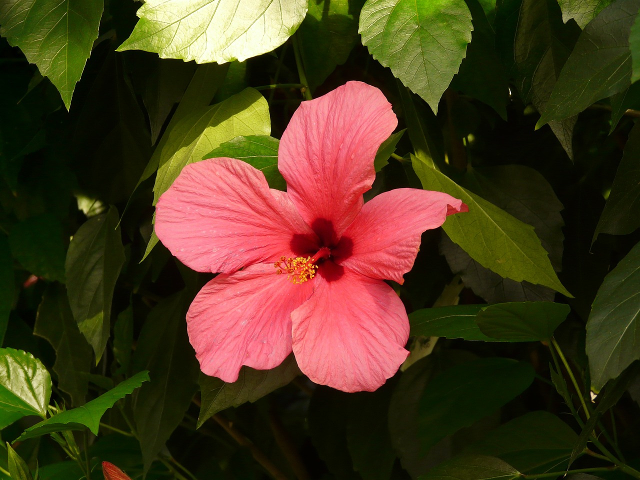 Hibiscus, Gėlė, Kinijos Rožė Eibisch, Žiedas, Žydėti, Raudona, Augalas, Hibiscus Rosa Sinensis, Kinijos Rožė, Kambario Hibiscus