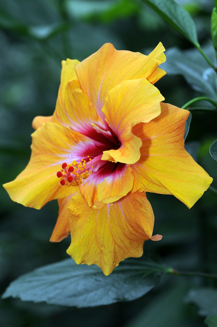 Hibiscus, Gėlė, Gamta, Mayotte, Geltona, Nemokamos Nuotraukos,  Nemokama Licenzija