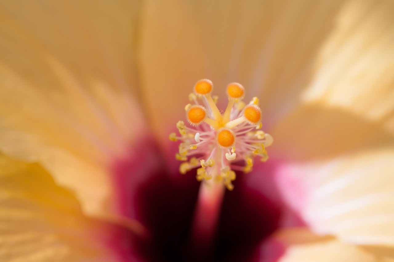 Hibiscus, Kinijos Rožė Eibisch, Kinijos Rožė, Žydintis Augalas, Mallow, Malvaceae, Gėlė, Flora, Geltona, Violetinė