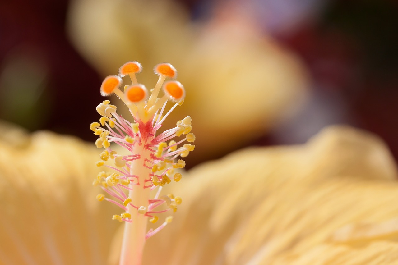Hibiscus, Kinijos Rožė Eibisch, Kinijos Rožė, Žydintis Augalas, Mallow, Malvaceae, Gėlė, Flora, Geltona, Oranžinė